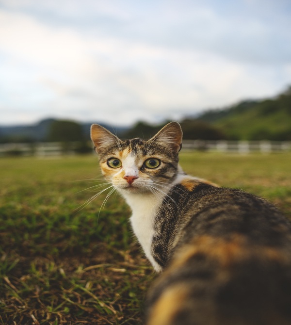 Chat tricolore debout dans un champ verdoyant.