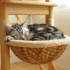 Chat gris endormi dans un panier suspendu