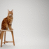 Chat main coon roux assis sur un tabouret en bois.