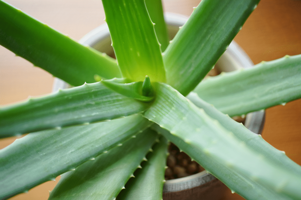 Plante d’aloe vera en pot.