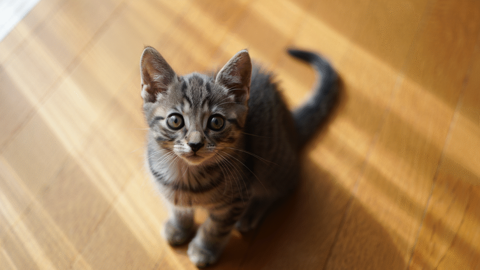 Chaton tigré assis sur un parquet ensoleillé.