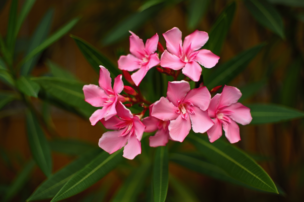 Laurier-rose aux fleurs roses vives.