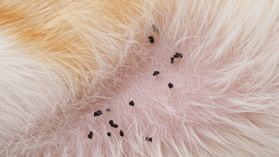 Crottes de puces dans le pelage d’un chat.