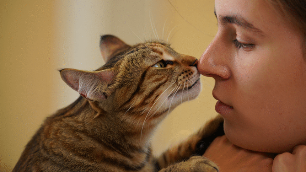 Chat tigré qui mord doucement le nez de son propriétaire.