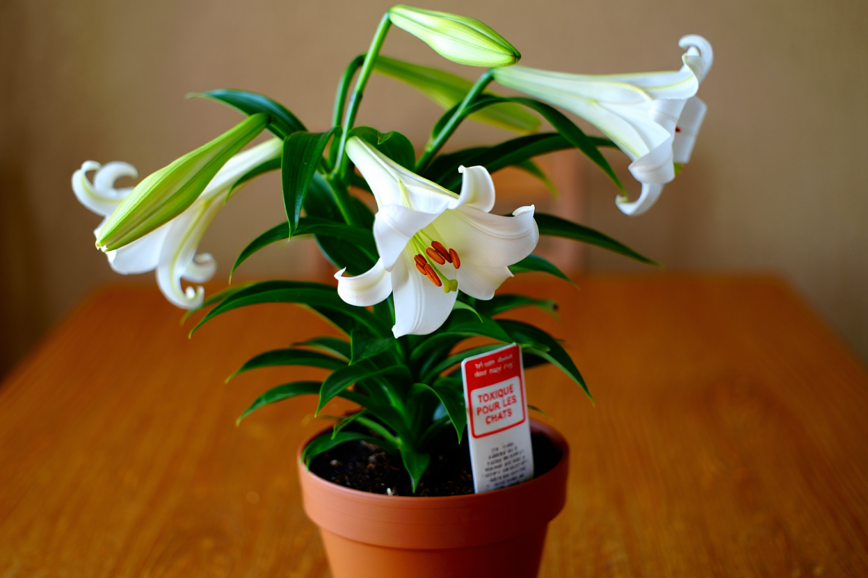 Photo de lys en pot, plante toxique pour chat domestique.