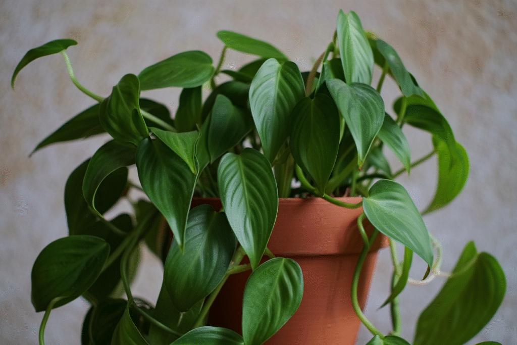 Philodendron en pot.