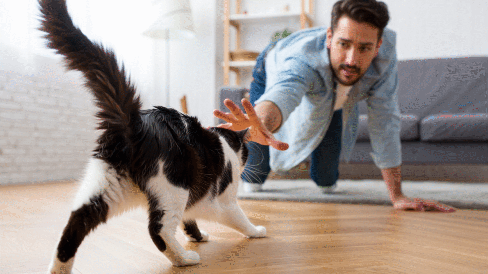 Chat apeuré qui recule devant son maître.