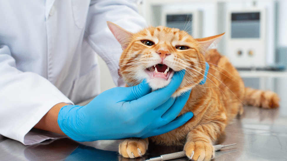 Chat roux examiné par un vétérinaire pour détecter des problèmes de dentition.
