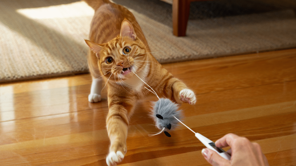 Chat roux joue avec souris télécommandée.